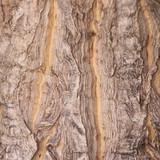 tree 1665601 960 720