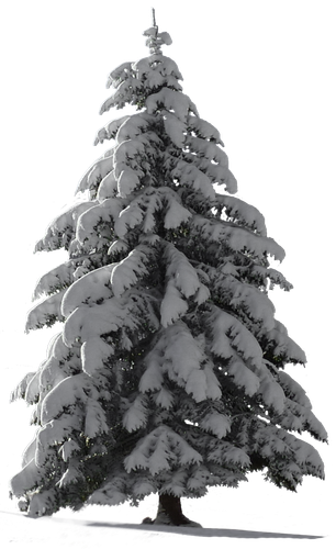kisspng christmas tree snow fir tree 5ace4a95bef912.3108470115234689497822.png