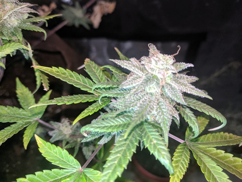 IMG 20191202 202841.jpg