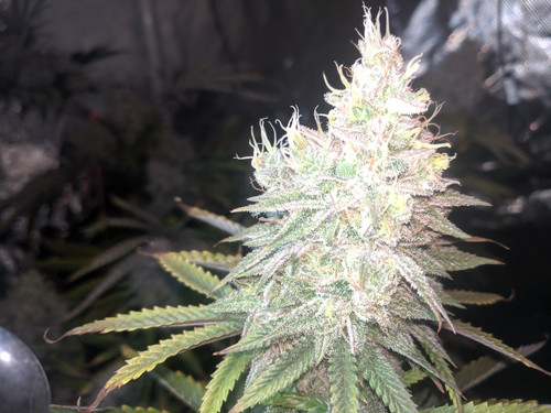 IMG 20191202 202824.jpg