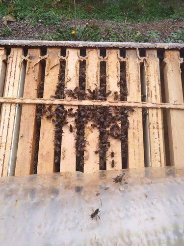 IMG 69cf39cb65a68422f9cda200fa202af2 V.jpg