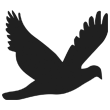 logo.png