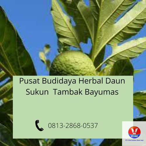 desain daun sukun 35.png