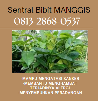 bibit manggis 13.png