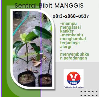 bibit manggis 15.png