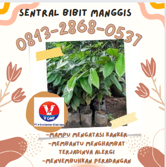 bibit manggis 14.png