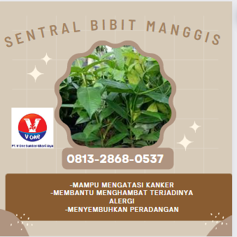 bibit manggis 11.png
