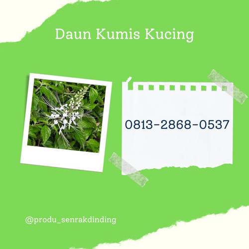 daun kumis kucing 1.jpg