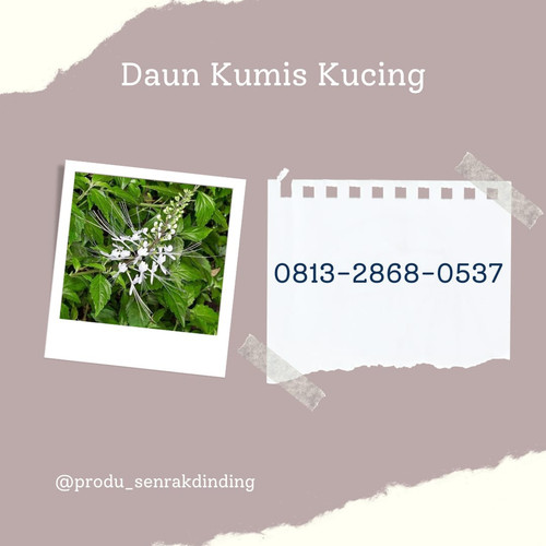 daun kumis kucing 4.jpg