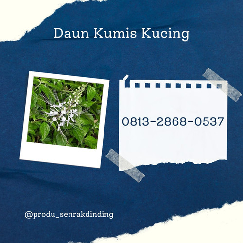 daun kumis kucing 3.jpg