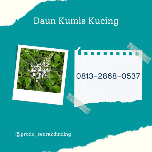 daun kumis kucing 2.jpg