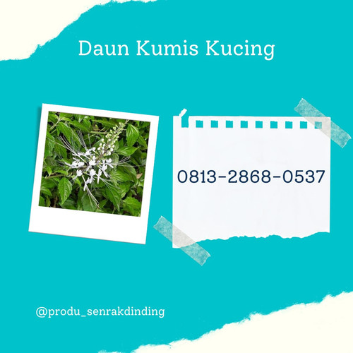 daun kumis kucing 5.jpg