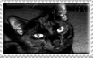 tumblr pbffcs5mpm1xz2nuuo1 250.gif