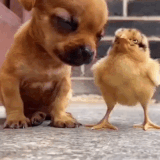гифка щеночек цыпленок милота 7690425.gif