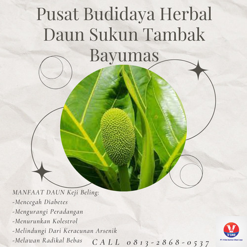 desain daun sukun 31.png