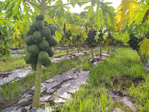 21 Papaya1