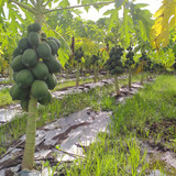 21 Papaya1