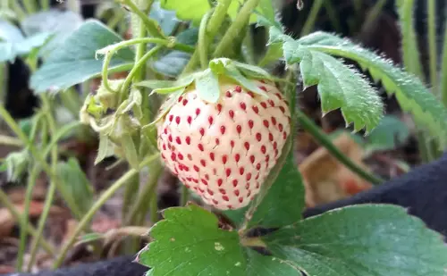 il 1588xN.1544656912 4bli.webp