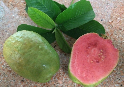 Guava Hawaiian Pink Supreme 454.jpg