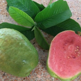 Guava Hawaiian Pink Supreme 454