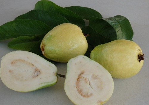 Guava China Pear 1002.jpg