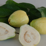 Guava China Pear 1002