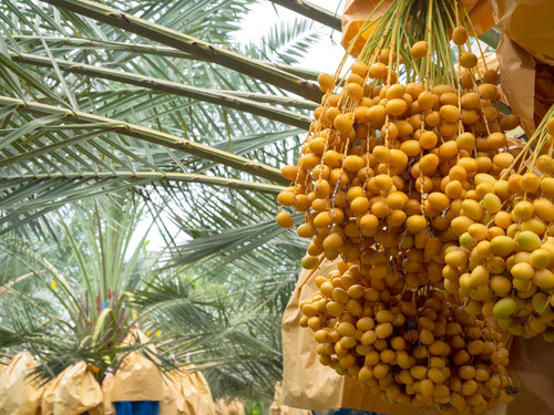 dates palm tree bunch yellow dates date palm 36367 1975