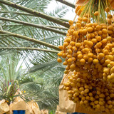 dates palm tree bunch yellow dates date palm 36367 1975