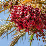 date palm branches with ripe dates close up photo 96930 957