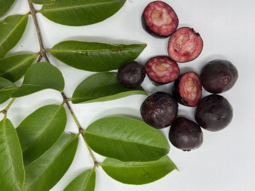 Guava Purple 7410.jpg