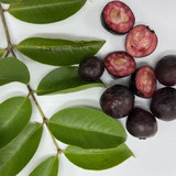 Guava Purple 7410