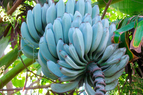 Musa Acuminata Balbisiana%2825204635515%29%C2%A9wikimedia creativecommons