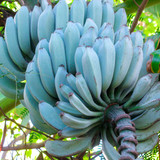 Musa Acuminata Balbisiana%2825204635515%29%C2%A9wikimedia creativecommons