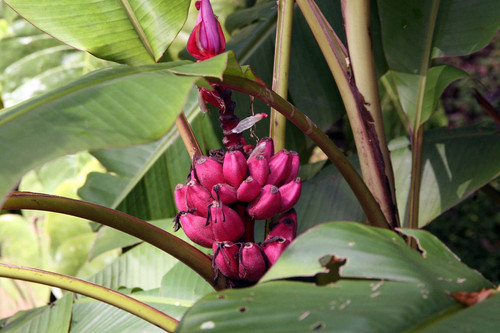 Pink Banana