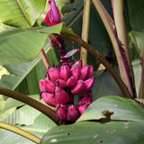 Pink Banana