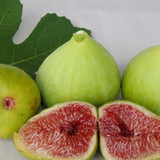 Fig White Adriatic 102