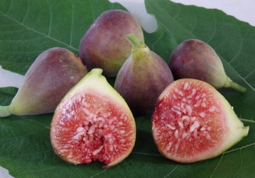 Fig Blue Provence 3674.jpg