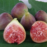 Fig Blue Provence 3674