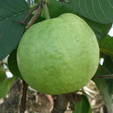 KHAJA
