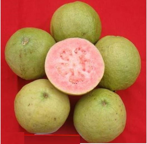 PUNJAB KIRAN.jpg