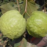 THAI 7