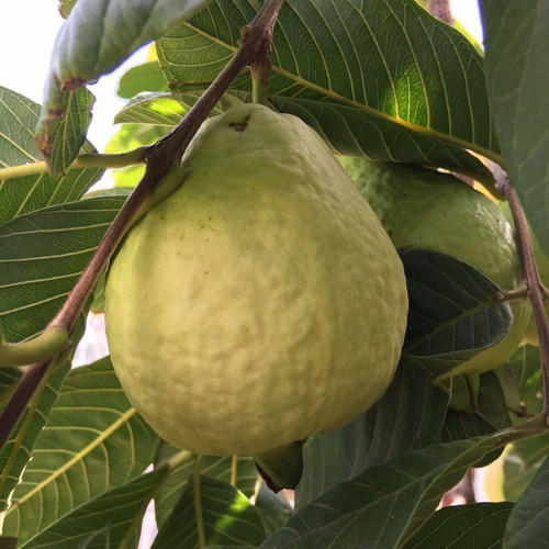tropical white.jpg