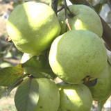 vnr bihi