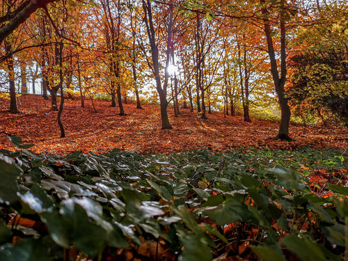 Autumn Ivy.jpg