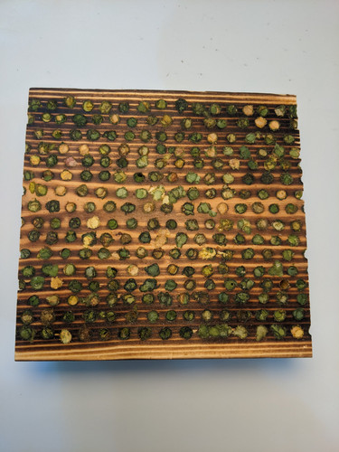 BULK LEAFCUTTER BEES Mason Bees.jpg