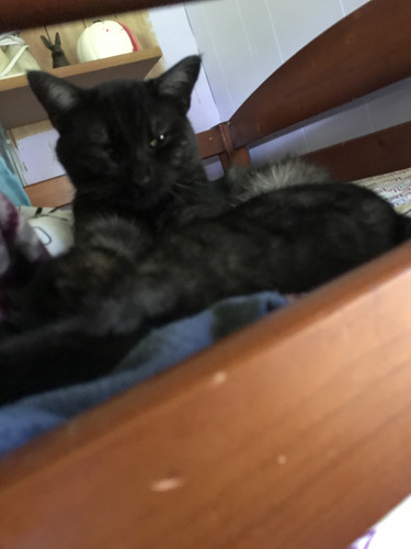 F384CE53 35F4 429D A598 2DEF8242A8E4