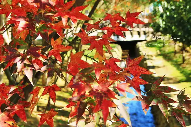 八德埤塘生態公園，青楓逢秋變紅的樣子相當美麗