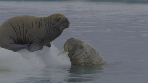 Our.Planet.2019.S02E01.Chapter.1.World.on.the.Move.2160p.NF.WEB DL.DDP5.1.Atmos.DV.HDR.H.265 FLUX.mk.png