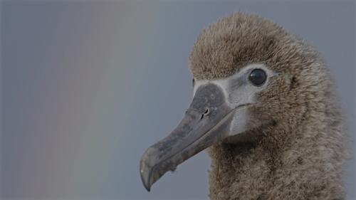 Our.Planet.2019.S02E01.Chapter.1.World.on.the.Move.2160p.NF.WEB DL.DDP5.1.Atmos.DV.HDR.H.265 FLUX.mk.png