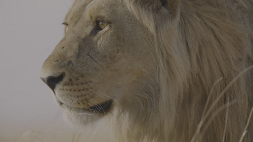 Our.Planet.2019.S02E01.Chapter.1.World.on.the.Move.2160p.NF.WEB DL.DDP5.1.Atmos.DV.HDR.H.265 FLUX.mk.png